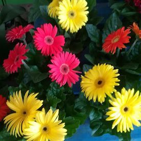 joli bouquet de fleurs type pâquerettes jaunes et roses