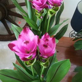 Belles fleurs violettes en pot avec ses feuilles