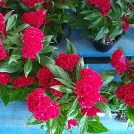 bouquet de fleurs roses avec ses feuilles