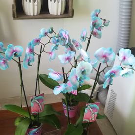 belles orchidées bleues et blanches