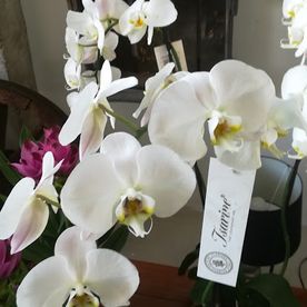 Jolie orchidée blanche en pot